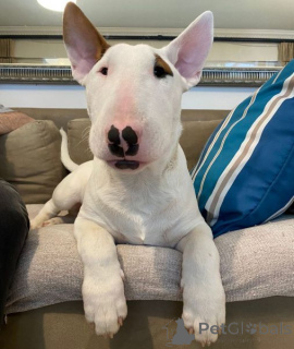 Photo №1. bull terrier - à vendre en ville de Linz | négocié | Annonce №175007