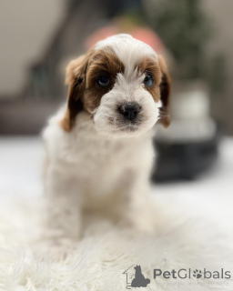 Photo №2 de l'annonce № 168627 de la vente chien bâtard - acheter à Allemagne éleveur