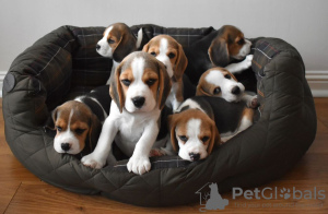 Photo №1. beagle - à vendre en ville de San Francisco | 319€ | Annonce №130510