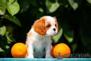 Photo №3. Mignons chiots Cavalier King Charles Spaniel. Allemagne