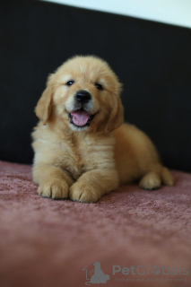 Photos supplémentaires: Chiots GOLDEN RETRIEVER-golden et dark gold, ZKwP, après champions, type