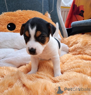 Photo №1. jack russell terrier - à vendre en ville de Neuch | 350€ | Annonce №178869