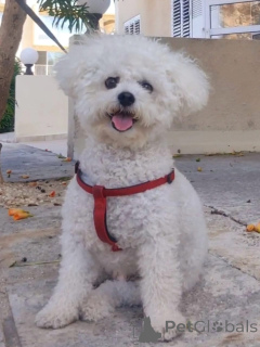 Photo №1. bichon à poil frisé - à vendre en ville de Boleslavets | négocié | Annonce №173320