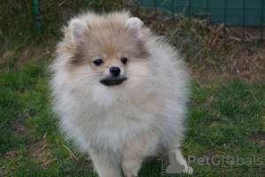 Photo №2 de l'annonce № 47837 de la vente spitz nain - acheter à Fédération de Russie éleveur