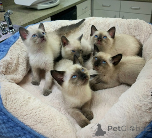 Photo №3. Superbes chatons siamois avec de beaux yeux bleus à la recherche d'un foyer. Pays Bas