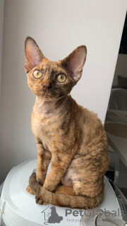 Photo №2 de l'annonce № 82796 de la vente devon rex - acheter à Biélorussie de la fourrière, éleveur