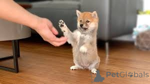 Photo №3. Chiots shiba inu. Allemagne