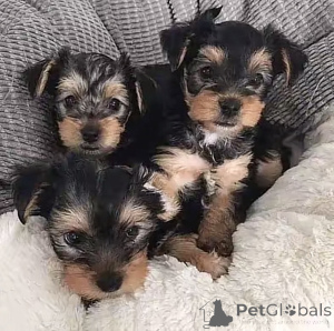 Photo №2 de l'annonce № 169101 de la vente biewer yorkshire terrier - acheter à USA éleveur