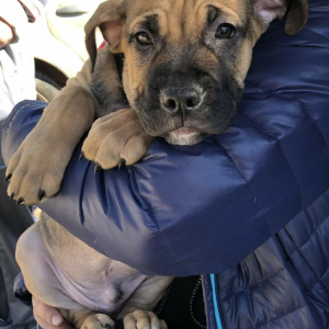 Photo №3. Chiots Ca de bou. Fédération de Russie