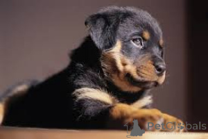 Photo №4. Je vais vendre rottweiler en ville de Berlin.  - prix - négocié