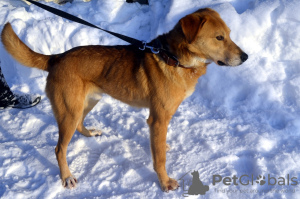 Photo №2 de l'annonce № 9089 de la vente chien bâtard - acheter à Fédération de Russie de l'abri