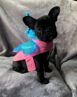 Photo №4. Je vais vendre bouledogue en ville de Bamberg. annonce privée - prix - 360€