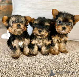 Photo №1. yorkshire terrier - à vendre en ville de Berlin | 500€ | Annonce №138130
