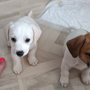 Photo №4. Je vais vendre jack russell terrier en ville de Magnitogorsk. annonce privée - prix - 269€