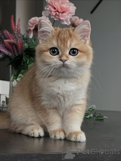 Photo №2 de l'annonce № 159411 de la vente british shorthair - acheter à Islande annonce privée