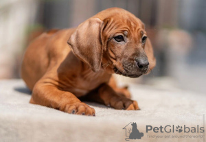 Photos supplémentaires: Chiots Rhodesian Ridgeback