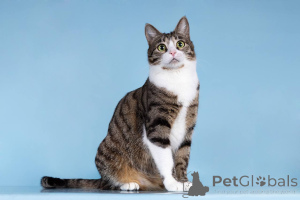 Photo №1.  - à vendre en ville de Khimki | Gratuit | Annonce № 161938