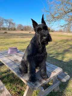 Photo №1. schnauzer géant - à vendre en ville de Limerick | 484€ | Annonce №172797