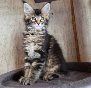 Photo №1. maine coon - à vendre en ville de Lumière | 350€ | Annonce № 177647