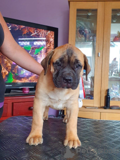 Photo №1. bullmastiff - à vendre en ville de Eksjo | 850€ | Annonce №168259