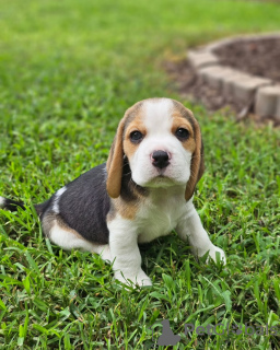 Photo №4. Je vais vendre beagle en ville de Nuremberg. annonce privée - prix - 426€