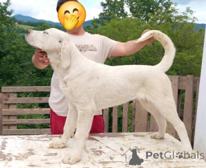 Photo №4. Je vais vendre berger d'asie centrale en ville de Gornji Milanovac.  - prix - négocié