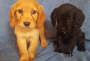 Photo №2 de l'annonce № 129079 de la vente cocker américain - acheter à La finlande éleveur