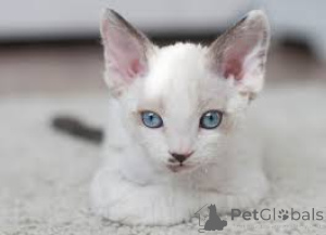 Photo №3. Chatons rex allemands. Allemagne