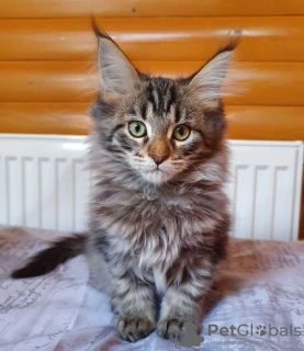 Photos supplémentaires: Vente d'un chaton Maine Coon affectueux, couleur tigre noir