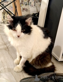 Photo №4. Je vais vendre  en ville de Minsk. annonce privée - prix - Gratuit