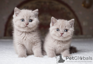 Photo №1. british shorthair - à vendre en ville de Zürich | Gratuit | Annonce № 127190