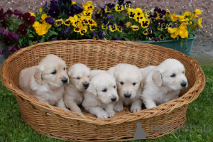 Photo №1. golden retriever - à vendre en ville de Berlin | Gratuit | Annonce №160173