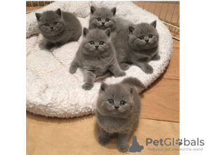 Photo №1. british shorthair - à vendre en ville de Bruxelles | 150€ | Annonce № 123524