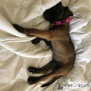 Photo №2 de l'annonce № 165303 de la vente berger belge - acheter à France éleveur