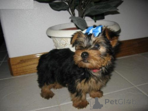 Photo №2 de l'annonce № 148342 de la vente yorkshire terrier - acheter à Pays Bas annonce privée
