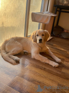 Photo №1. golden retriever - à vendre en ville de Tbilissi | 744€ | Annonce №134039