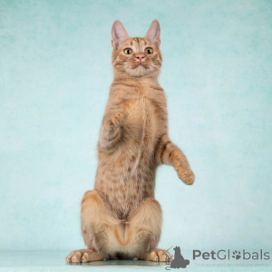 Photo №4. Je vais vendre  en ville de Moskova. annonce privée - prix - Gratuit