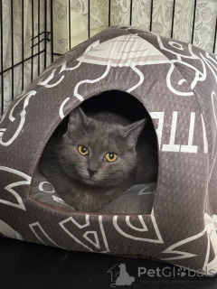 Photo №2 de l'annonce № 140886 de la vente  - acheter à Fédération de Russie 