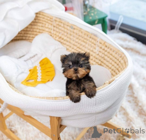 Photo №1. yorkshire terrier - à vendre en ville de Helsinki | 500€ | Annonce №163785