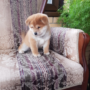 Photo №3. Shiba Inu!. Fédération de Russie