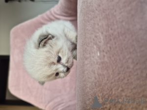 Photo №3. Chatons sibériens. Pologne