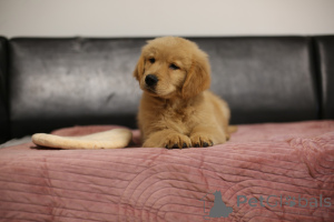 Photo №3. GOLDEN RETRIEVER - Type américain, doré, ZKwP/FCI. Pologne
