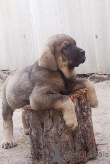 Photo №3. Beaux chiots Mastiff espagnol. Fédération de Russie