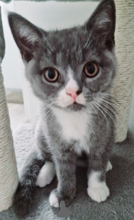 Photo №1. british shorthair - à vendre en ville de Lublin | 1800€ | Annonce № 146217