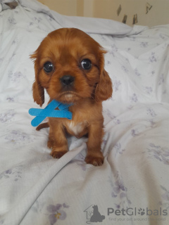 Photo №2 de l'annonce № 100363 de la vente cavalier king charles spaniel - acheter à USA éleveur