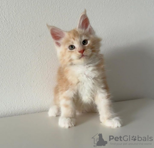 Photo №3. De mignons et adorables chatons Maine coon en bonne santé sont maintenant. Suisse