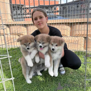 Photo №1. akita (chien) - à vendre en ville de Affalterbach | négocié | Annonce №170435