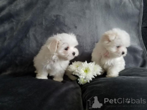 Photo №1. bichon maltais, yorkshire terrier - à vendre en ville de Alabama | négocié | Annonce №165948