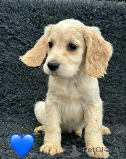 Photo №4. Je vais vendre cocker spaniel anglais en ville de Pano Lefkara. annonce privée - prix - négocié