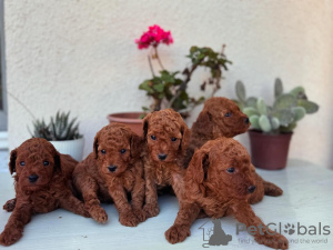 Photo №1. caniche (jouet) - à vendre en ville de Berlin | négocié | Annonce №118836